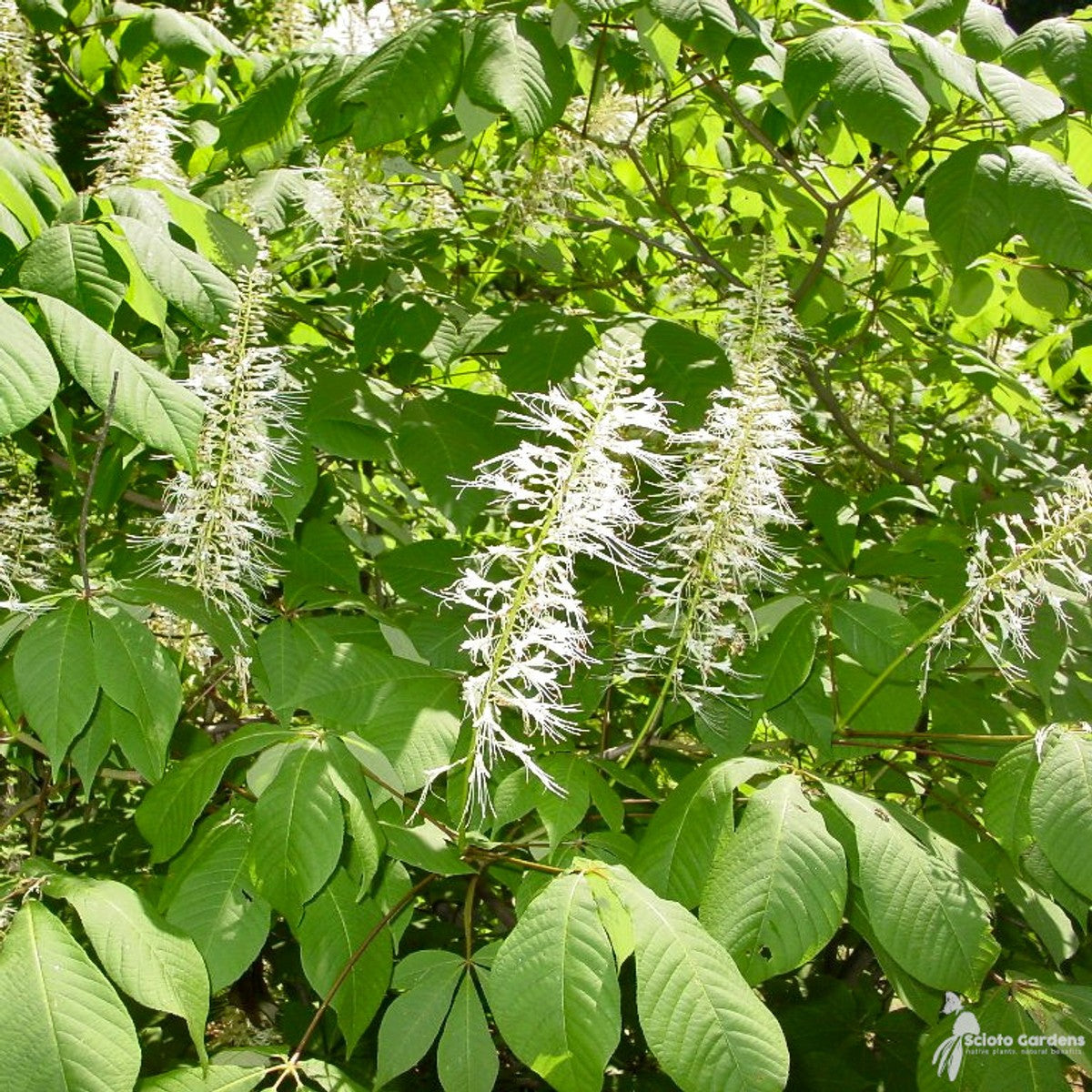 Aesculus parviflora (Bottlebrush Buckeye) - 1 gal