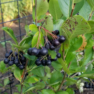 Aronia m. 'Viking' (Viking' Black Chokeberry) - QT