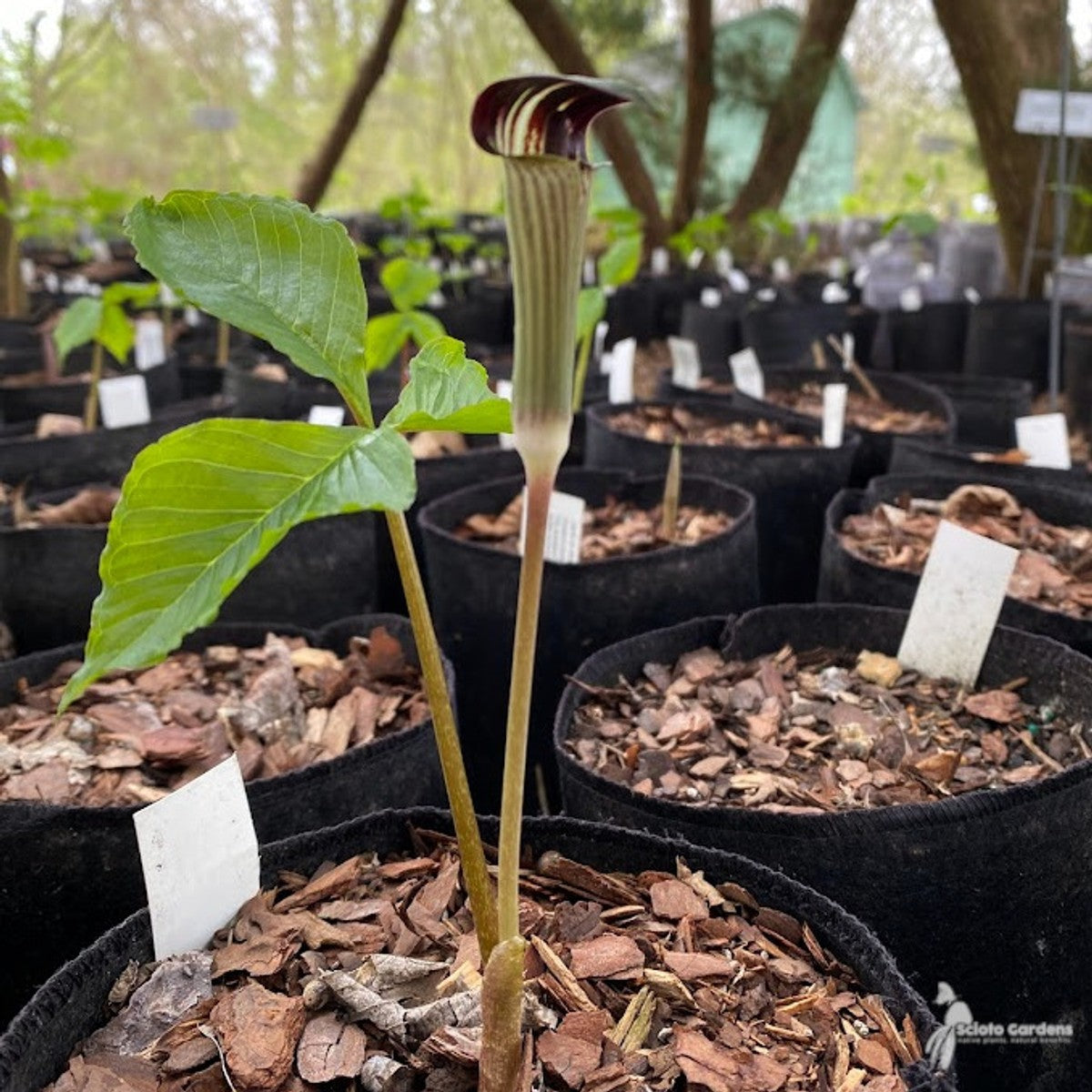 Arisaema triphyllum (Jack-in-the-Pulpit) - 3QT