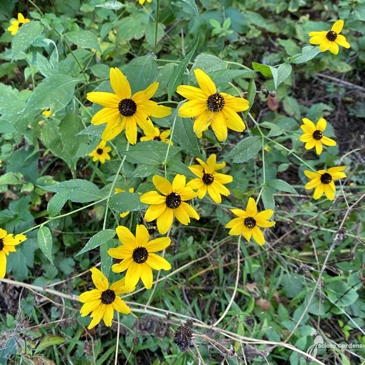 Rudbeckia triloba (Brown Eyed Susan) - 2 gal