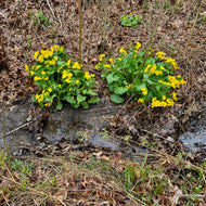Caltha palustrus (Marsh Marigold) - 1 gal