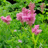Filipendula rubra (Queen of the Prairie) - 2 gal