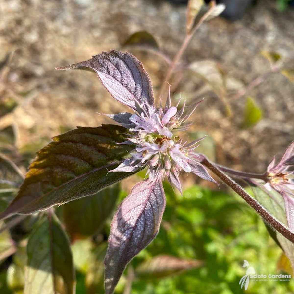 Pycnanthemum incanum (Hoary Mountain Mint) - 1 gal