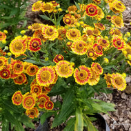 Helenium autumnale Mariachi 'Fuego' (Fuego' Helen's Flower) - 1 gal