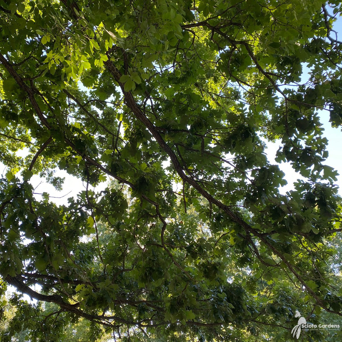 Quercus macrocarpa (Bur Oak) - 5 gal