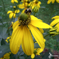 Rudbeckia laciniata (Green-headed Coneflower) - 2 gal