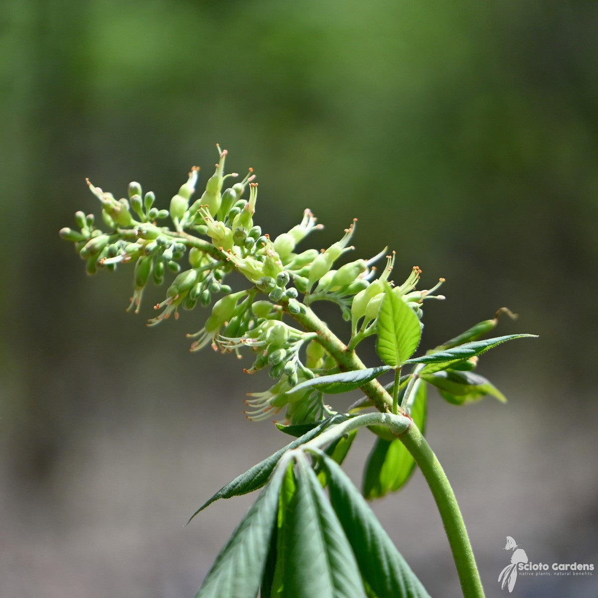 Aesculus flava (Yellow Buckeye) - 7 gal