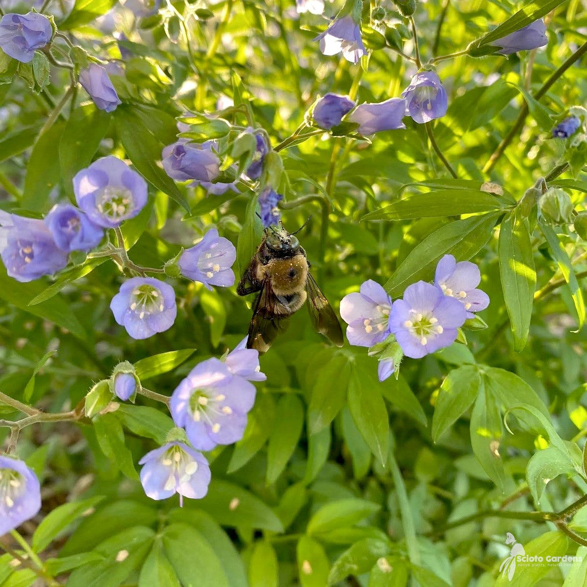 Polemonium reptans (Jacobs Ladder) - 1 gal