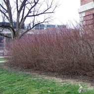 Cornus racemosa (Gray Dogwood) - QT