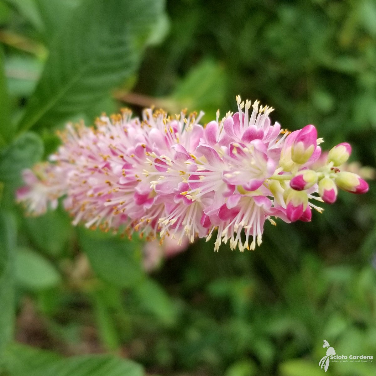 Clethra alnifolia 'Ruby Spice' (Ruby Spice' Summersweet) - 3 gal