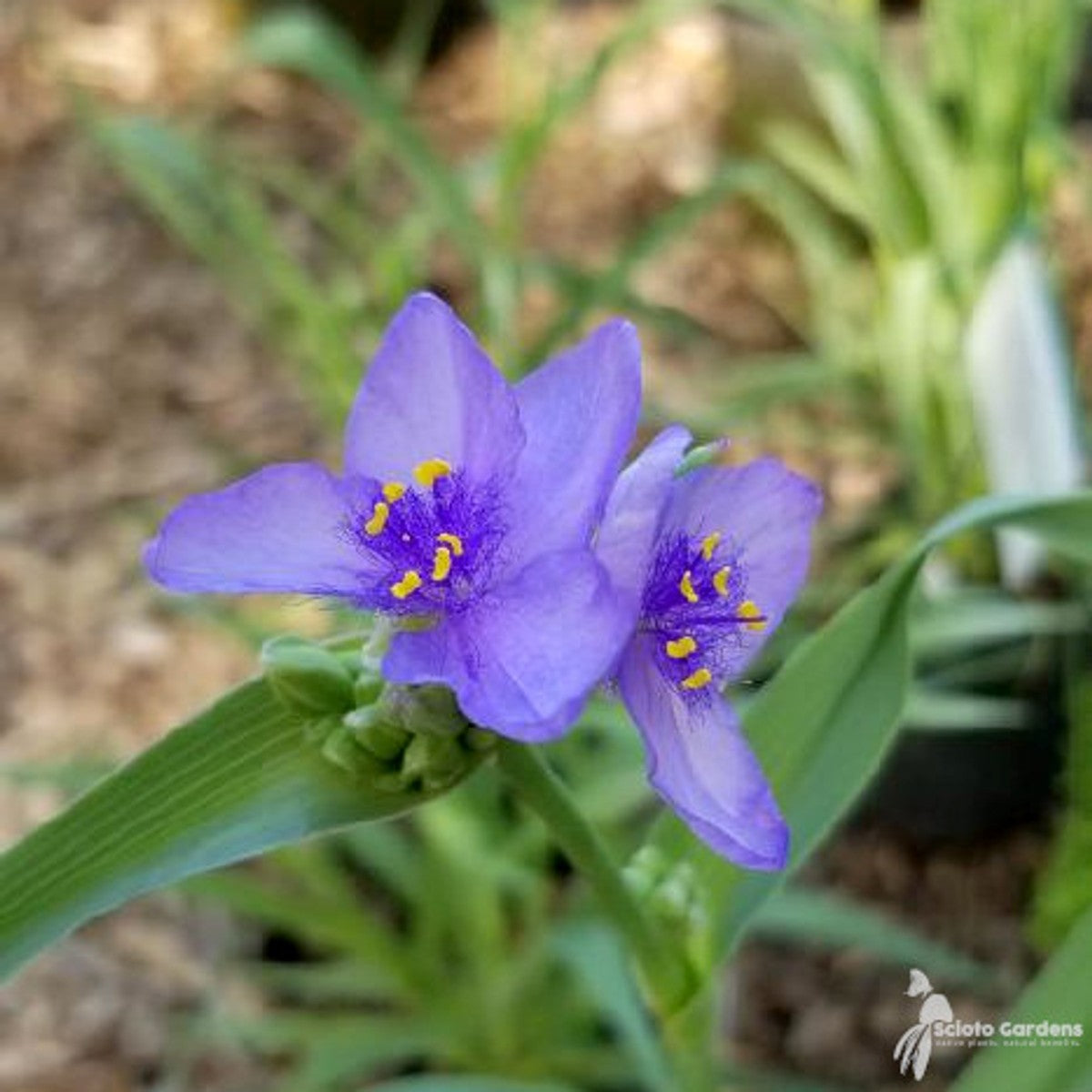 Tradescantia ohioensis (Ohio Spiderwort) - 1 gal