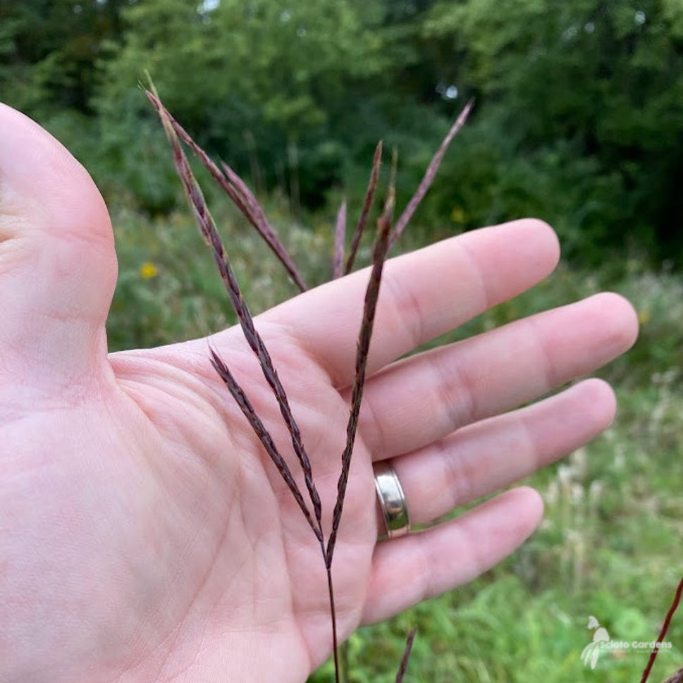 Andropogon gerardii (Big Bluestem) - 2 gal