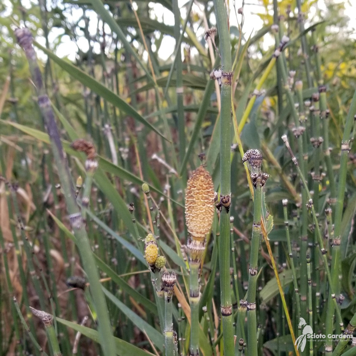 Equisetum hyemale (Horsetail/Scouring Rush) - 1 gal