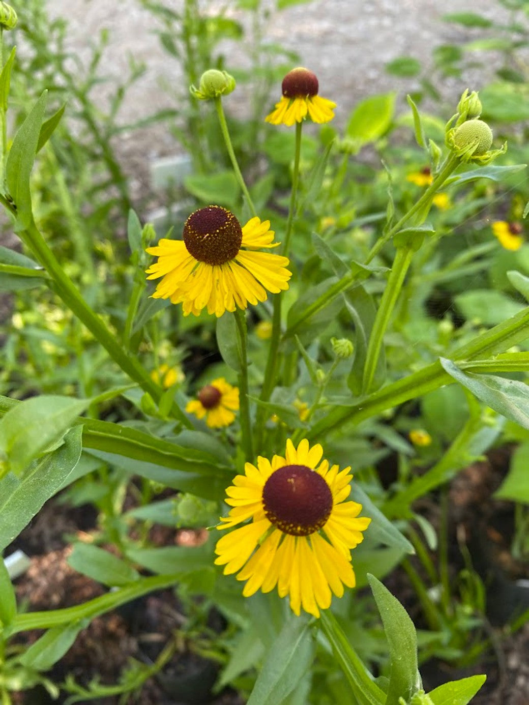 Helenium flexuosum (Purple Headed Helen's Flower) - 2 gal