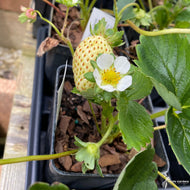 Fragaria x ananassa 'Albion' (Strawberries 'Albion') - QT