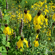 Ratibida pinnata (Prairie Coneflower) - 2 gal