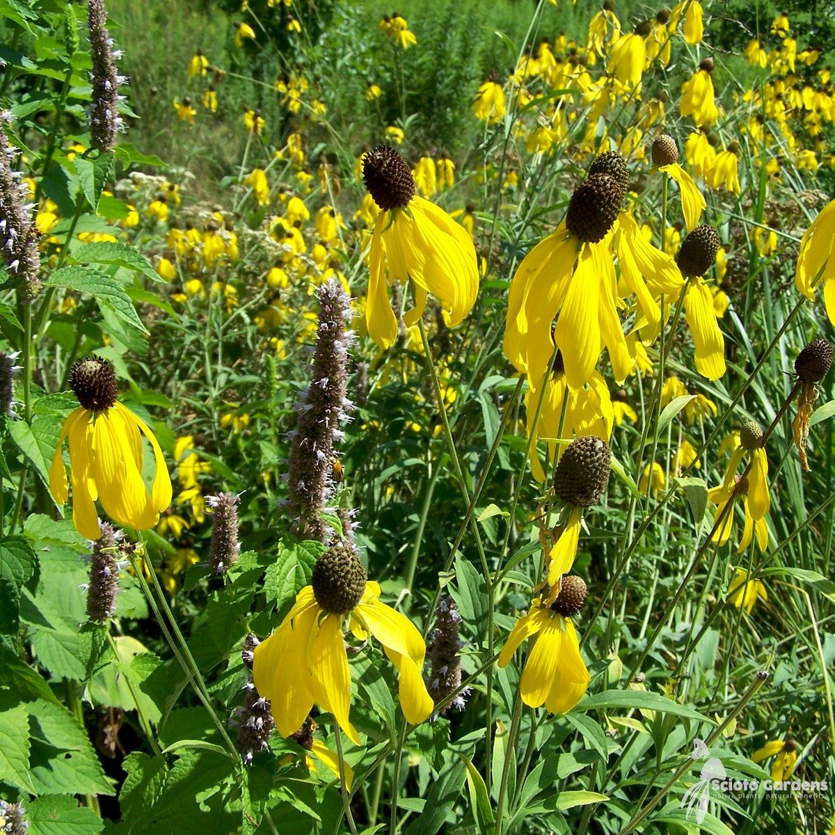 Ratibida pinnata (Prairie Coneflower) - 2 gal