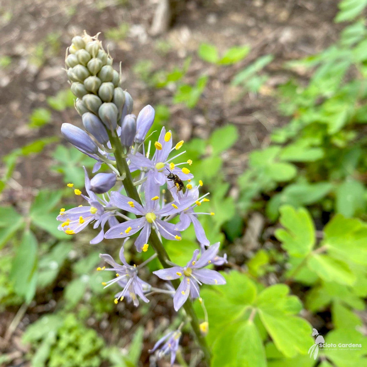 Camassia scilloides (Wild Hyacinth) - 1 gal