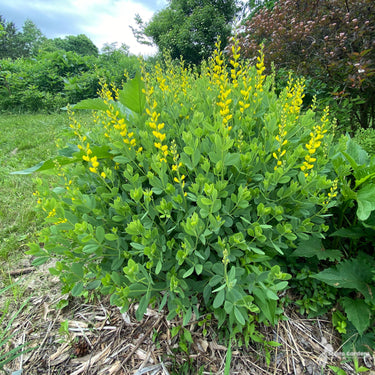 Perennials
