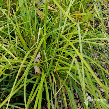 Grasses