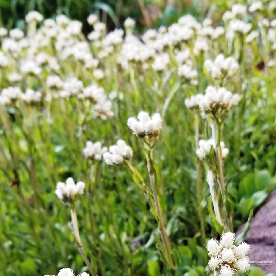 Antennaria plantaginifolia (Plantain-leaved Pussytoes/Mouse Ears) - 3QT