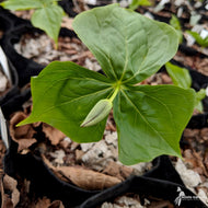 Trillium erectum (Purple Trillium) - 3QT