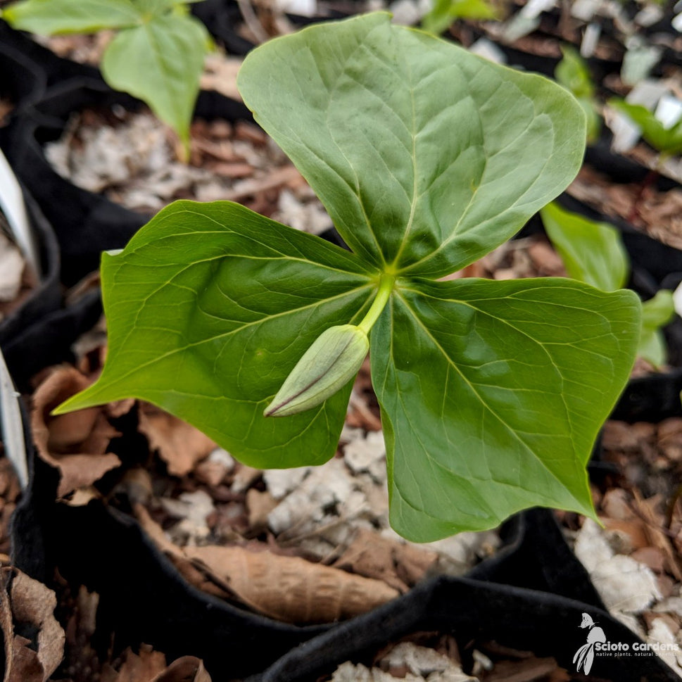 Trillium erectum (Purple Trillium) - 3QT