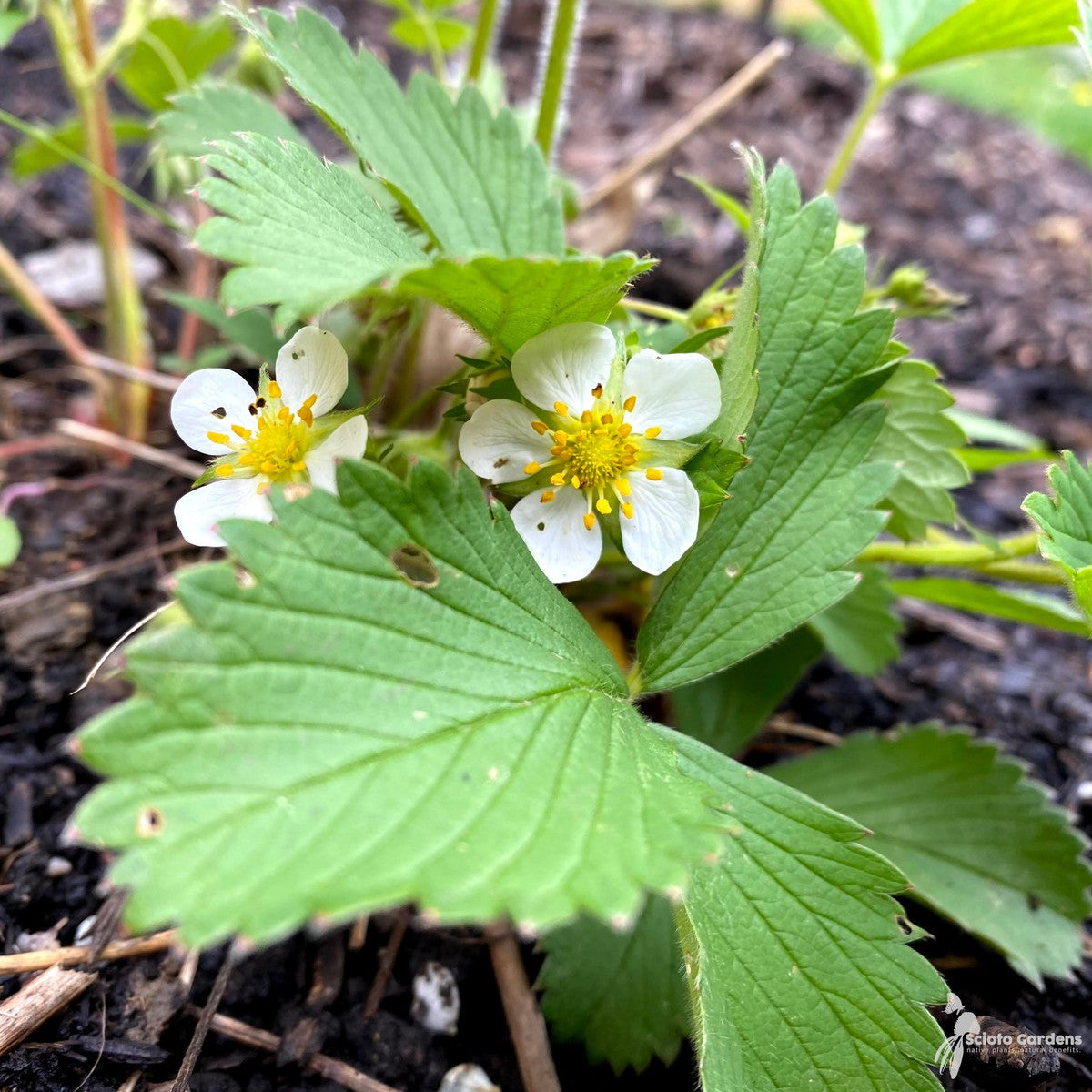 Fragaria vesca (Woodland Strawberry) - 2 gal