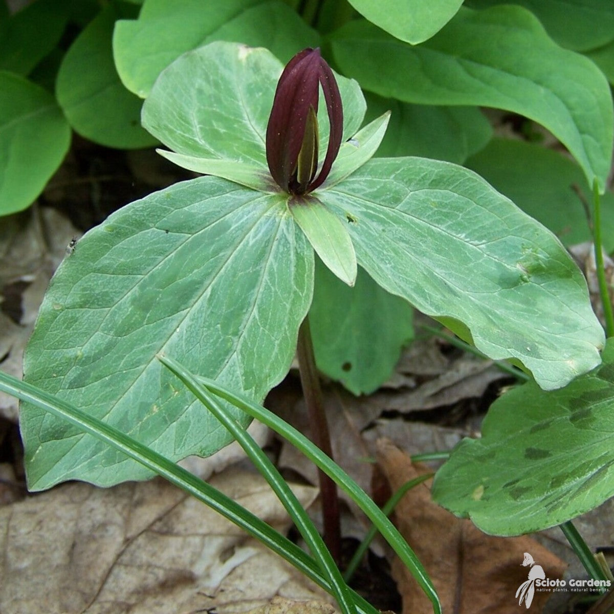 Trillium sessile (Toad-shade, Wake-robin) - 3QT