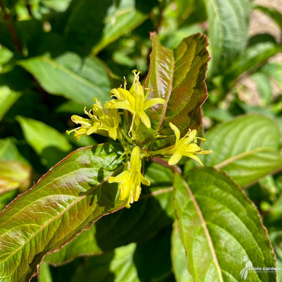 Diervilla lonicera (Native Bush Honeysuckle) - 3 gal