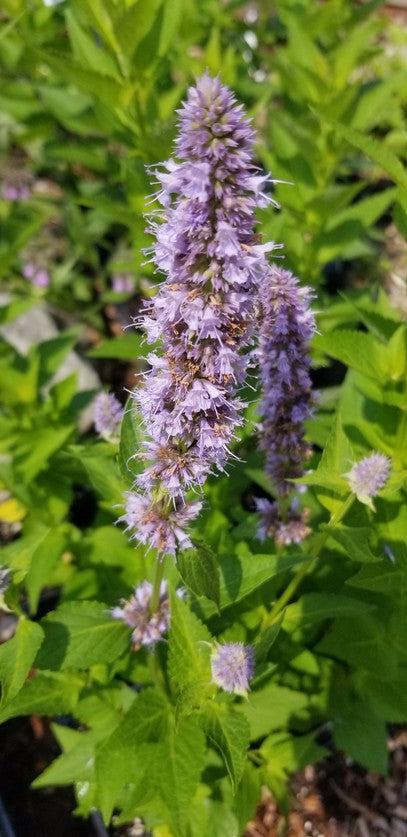 Agastache 'Blue Fortune' (Blue Fortune Anise Hyssop) - 1 gal