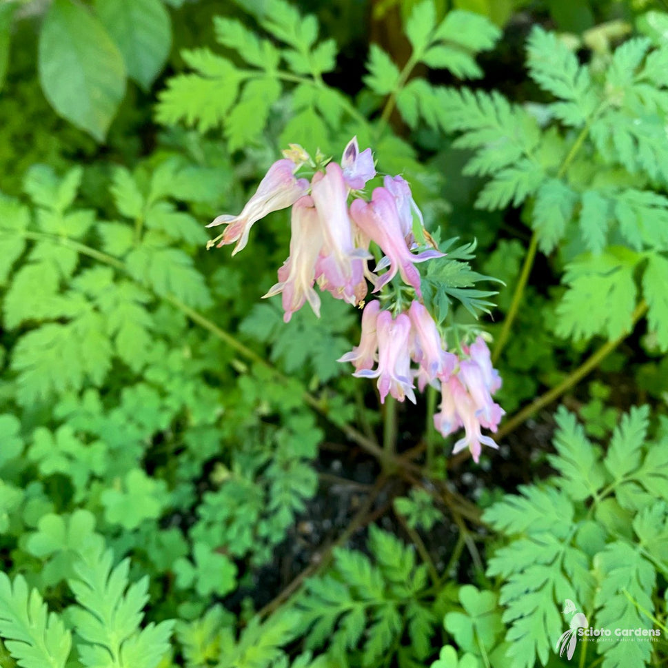Dicentra eximia (Wild Bleeding Heart) - QT