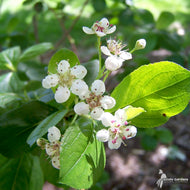 Aronia melanocarpa (Black Chokeberry) - 3 gal