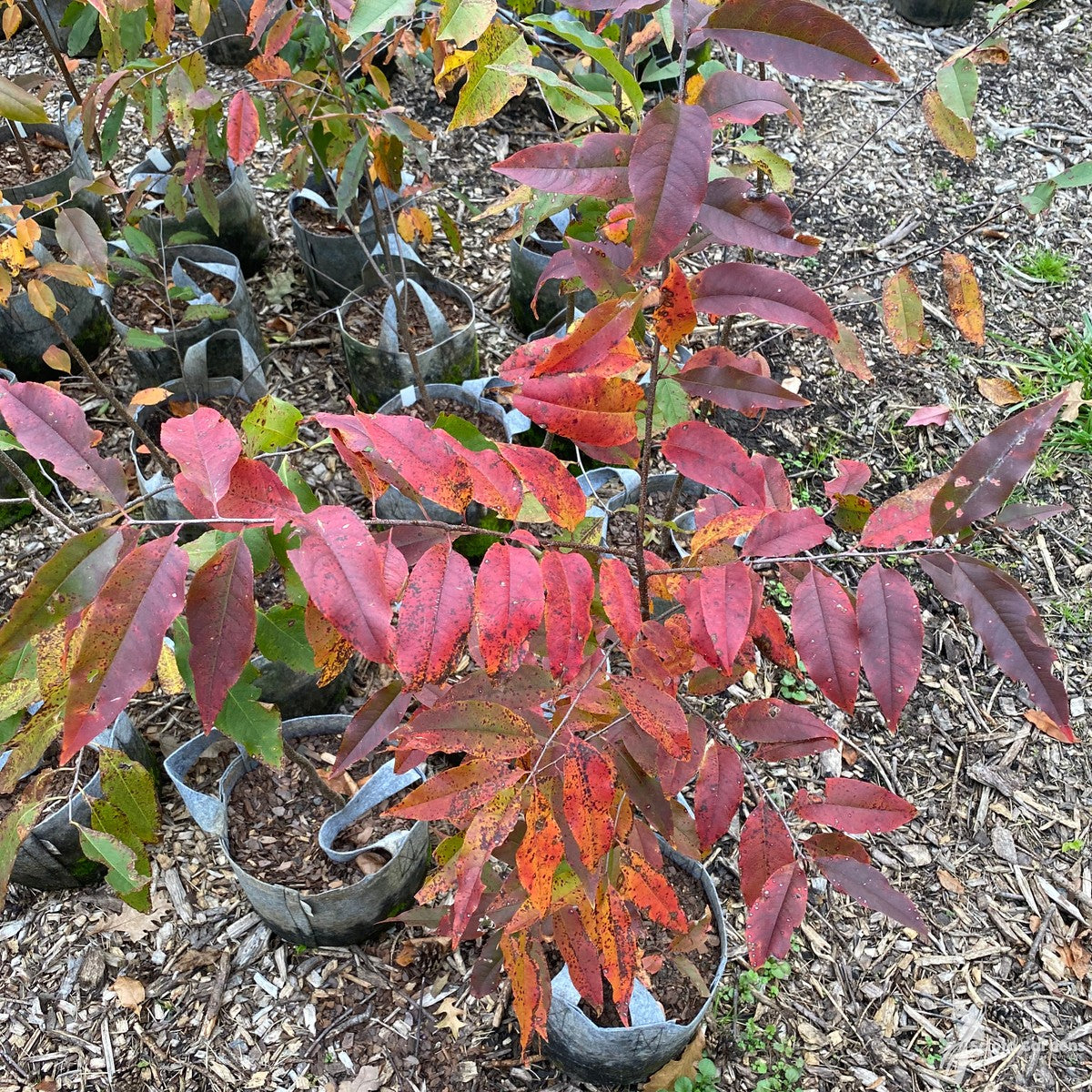 Prunus serotina (Wild Black Cherry) - 3 gal