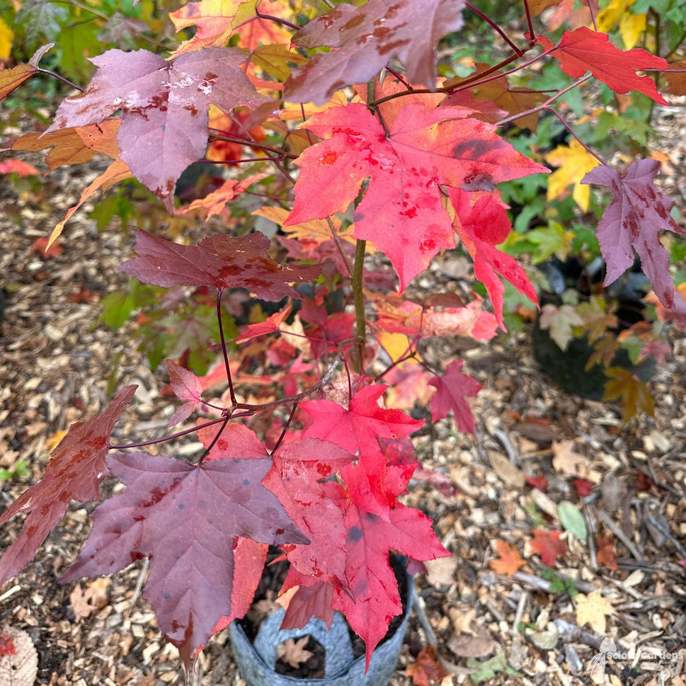 Acer saccharum (Sugar Maple) - 3 gal