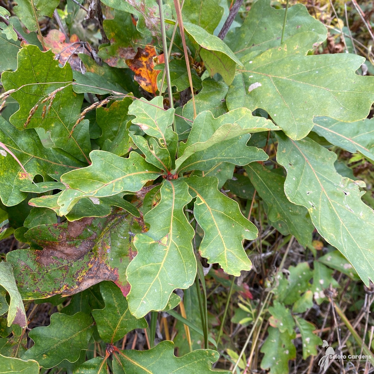 Quercus alba (White Oak) - 5 gal