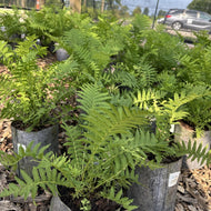 Matteuccia struthiopteris (Ostrich Fern) - 1 gal