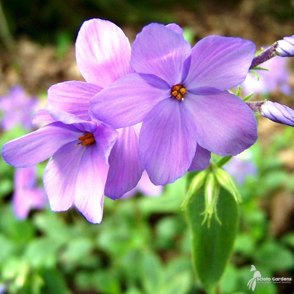 Phlox stolonifera 'Sherwood Purple' ('Sherwood Purple' Creeping Phlox) - 3QT