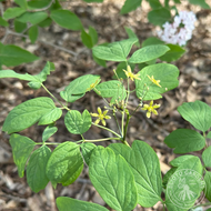 Caulophyllum thalictroides (Blue Cohosh) - 2 gal