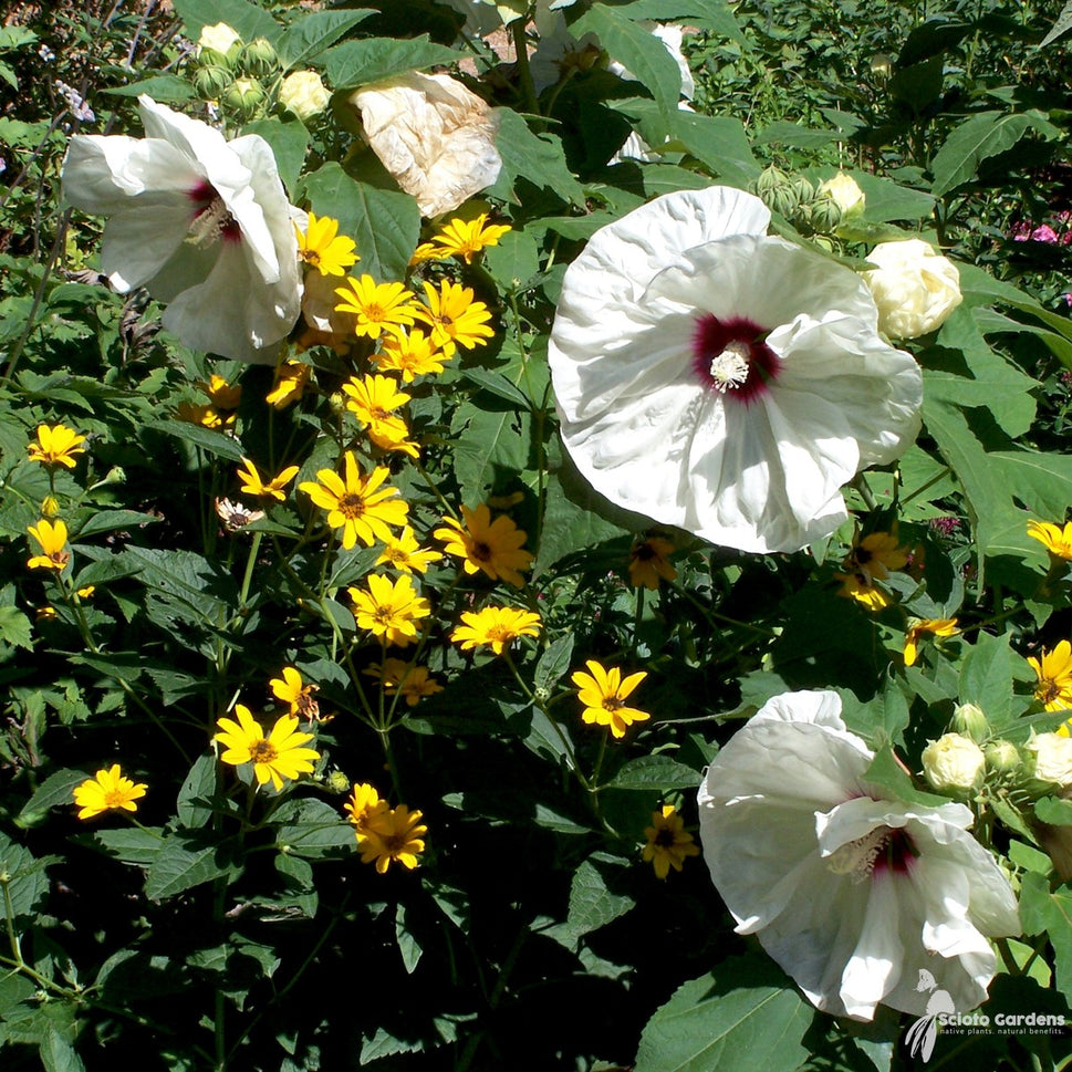 Hibiscus moscheutos (Common Rose Mallow) - 2 gal