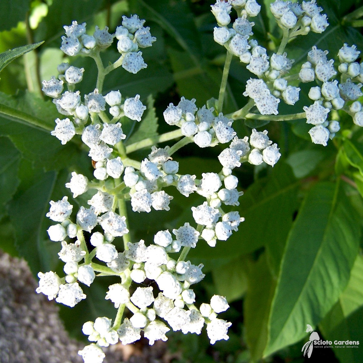Parthenium integrifolium (Wild Quinine) - 1 gal