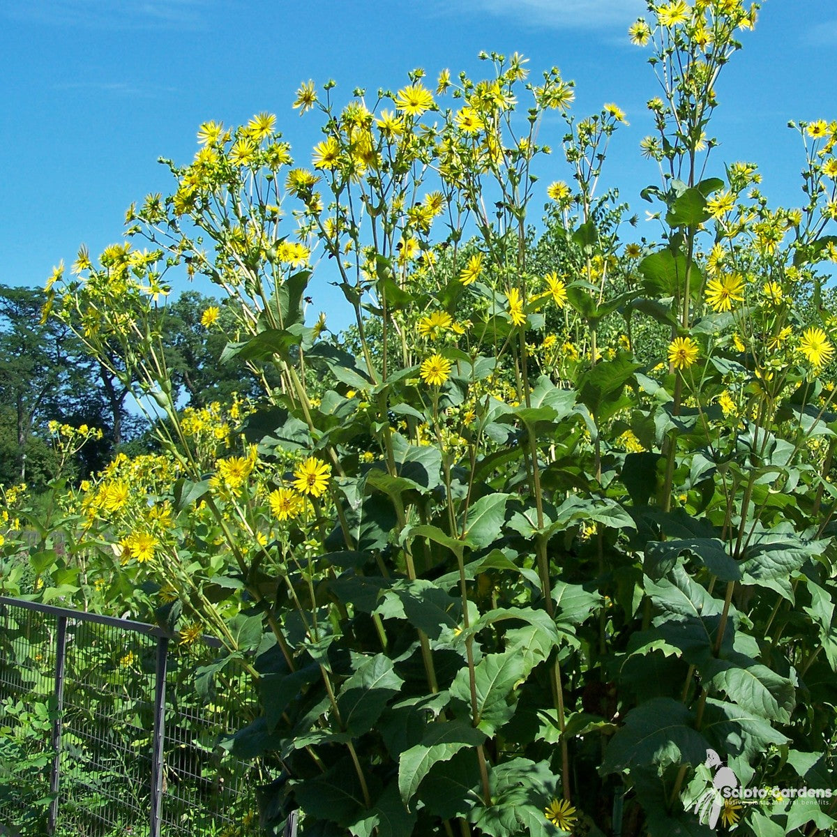 Silphium perfoliatum (Cup Plant) - 2 gal