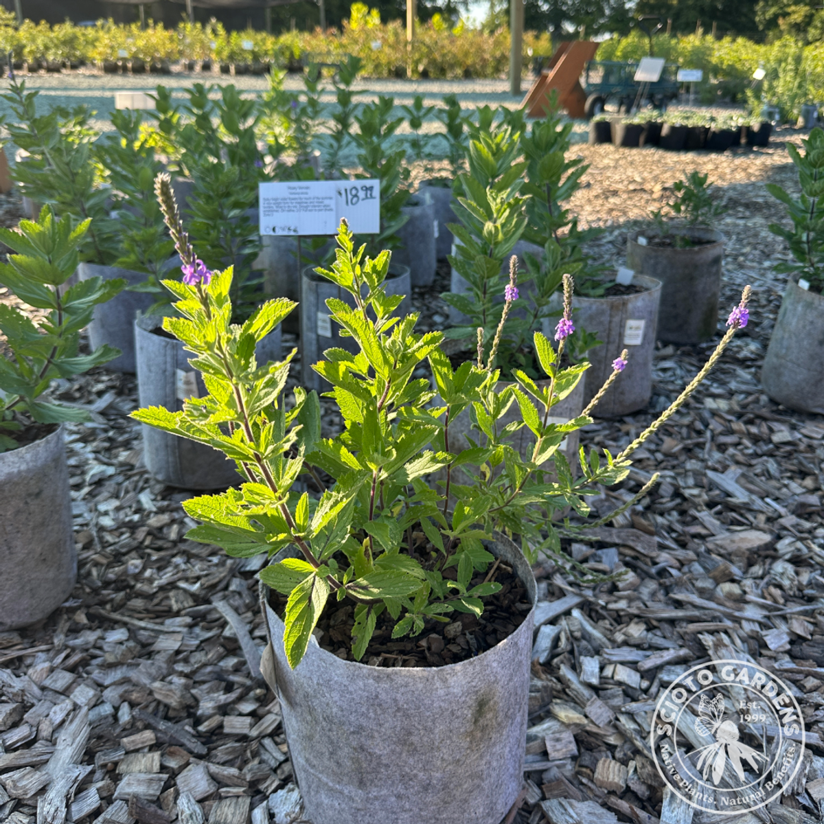 Verbena stricta (Hoary Vervain) - 2 gal