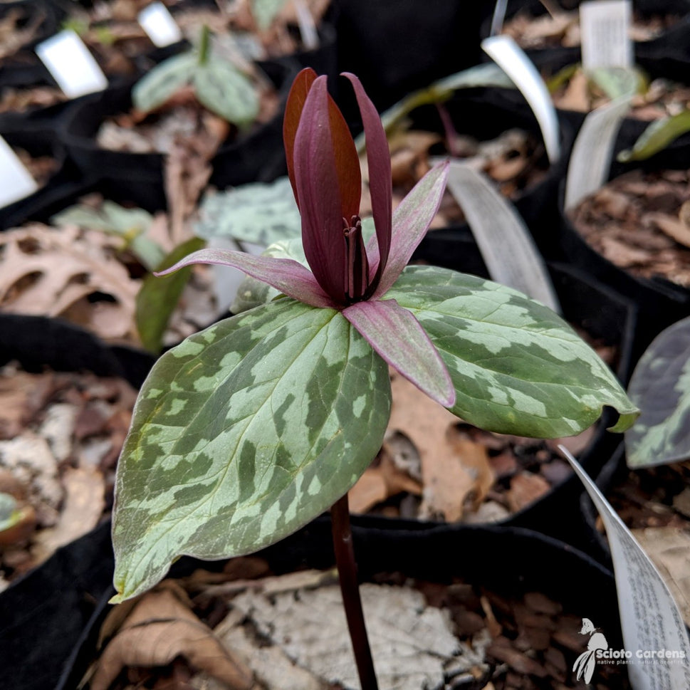 Trillium sessile (Toad-shade, Wake-robin) - 3QT