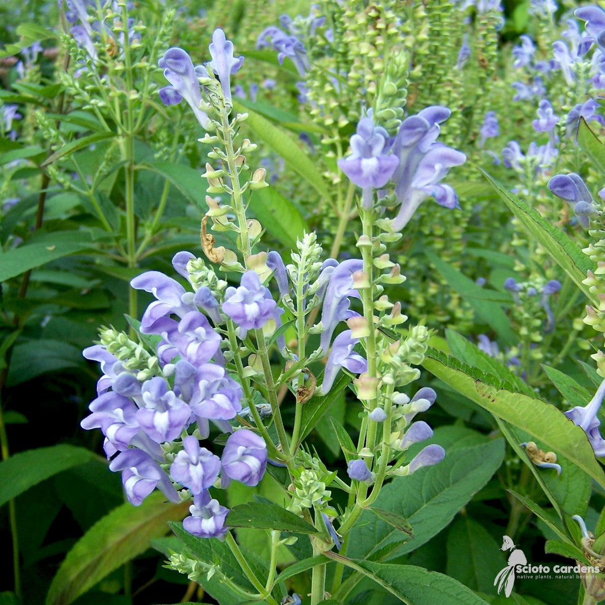 Scutellaria incana (Downy Skullcap) - 1 gal