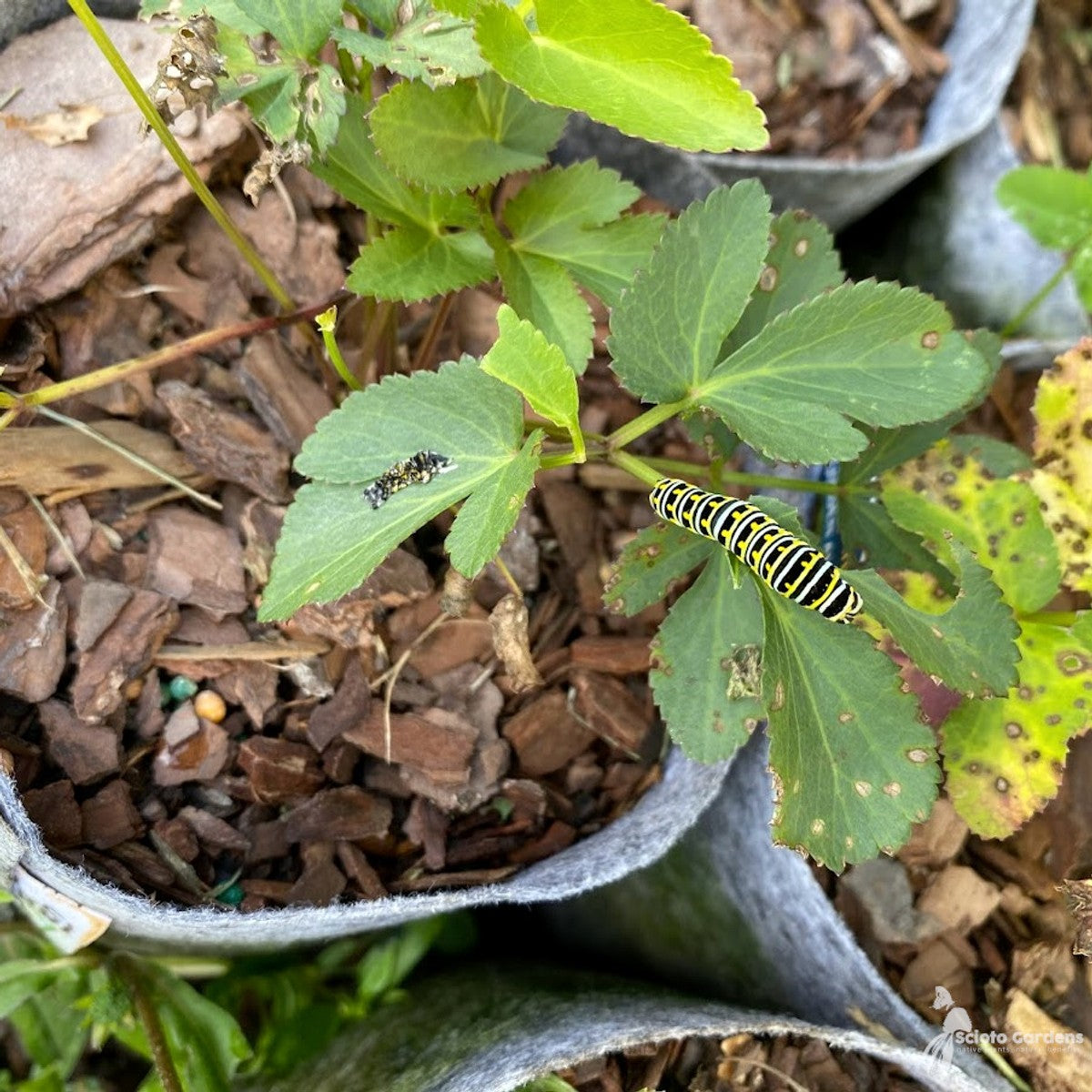 Zizia aurea (Golden Alexanders) - 1 gal