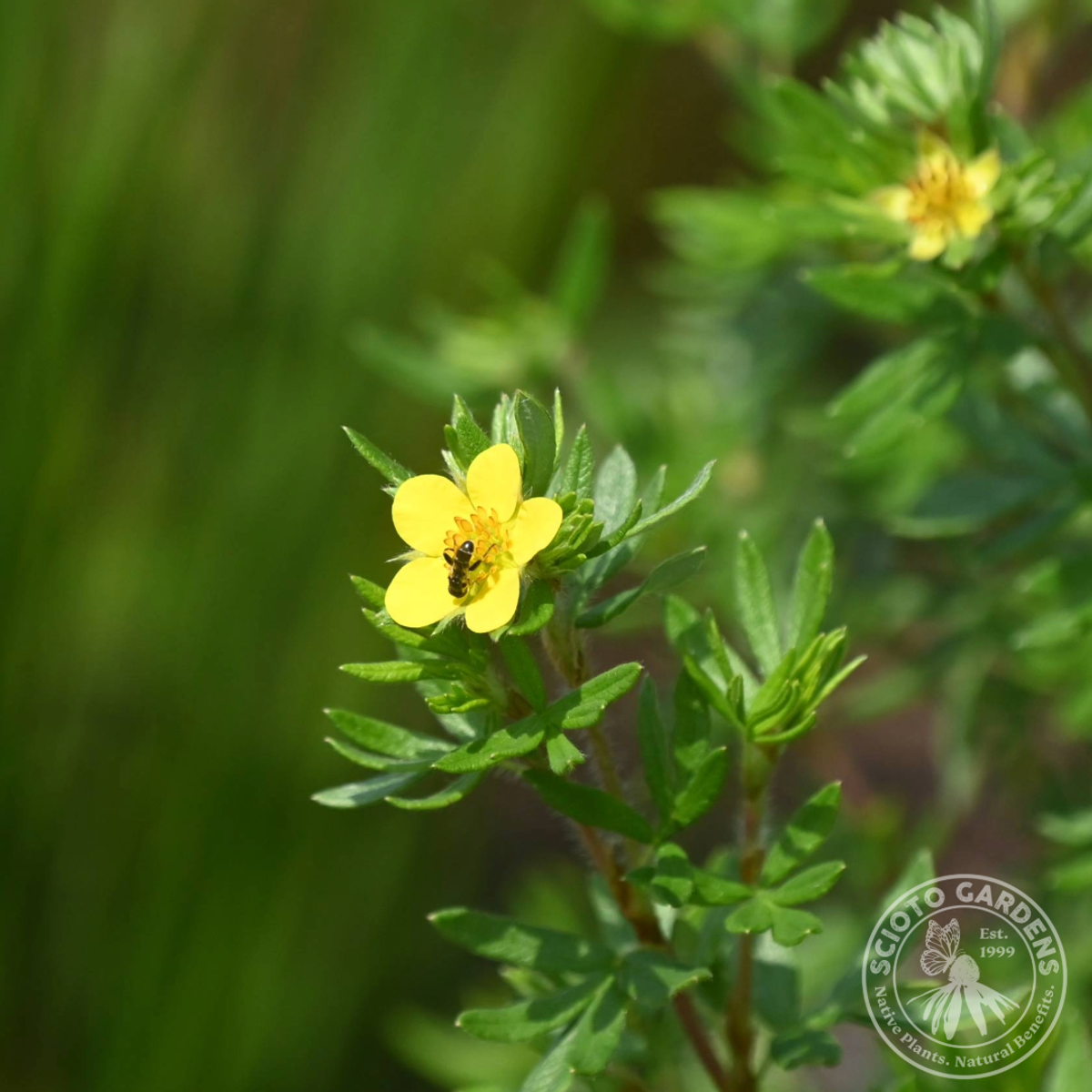 Dasiphora fruticosa (Shrubby Cinquefoil) - QT