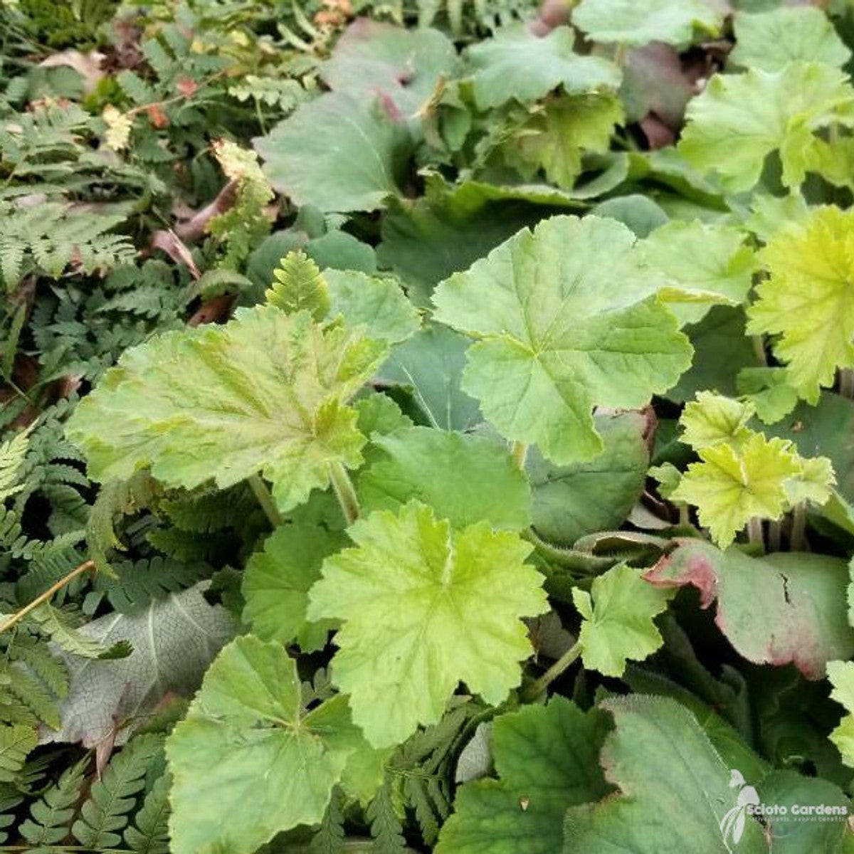 Heuchera v. 'Autumn Bride' (Autumn Bride' Alumroot) - 1 gal