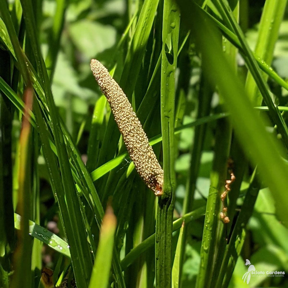 Acorus americanus (Sweet Flag) - 1 gal