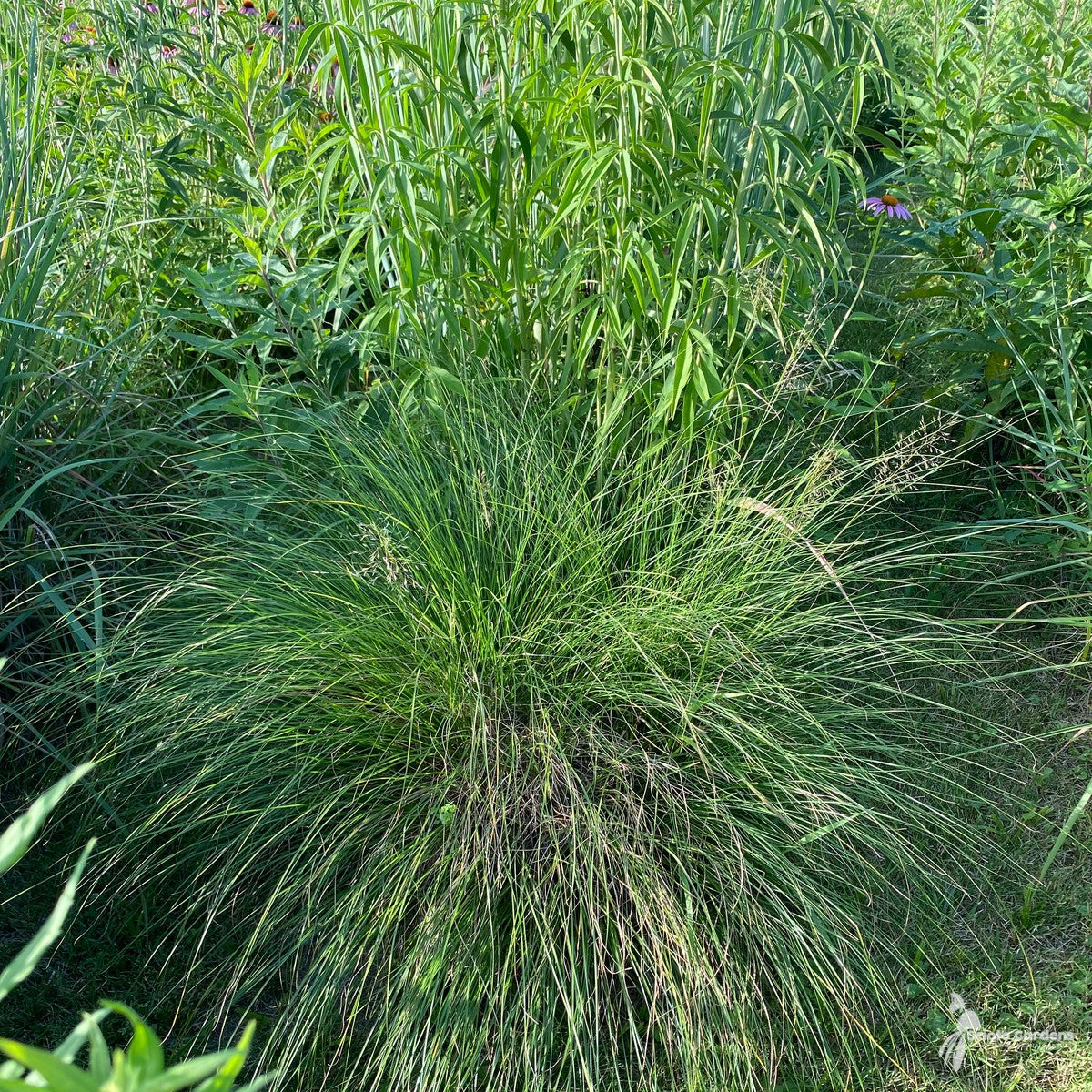 Sporobolus heterolepis (Prairie Dropseed) - 1 gal